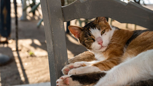 Close-up of cat resting