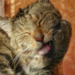 Close-up of domestic cat sleeping