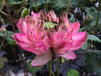 Close-up of insect on pink flower