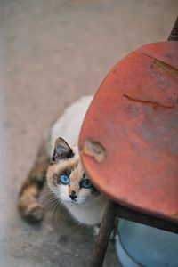 Close-up of cat