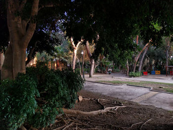 Palm trees in city at night