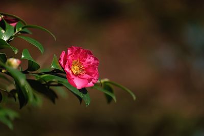 Close-up of pink rose