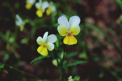 Close-up of yellow flower