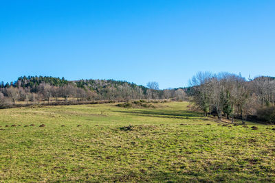 Scenic view of field against clear blue sky