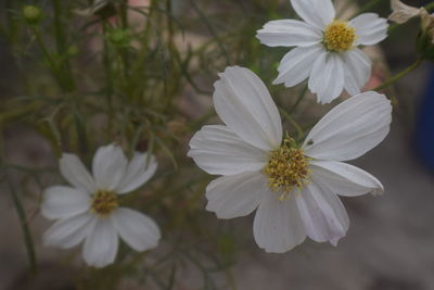 Close-up of white flowering plant