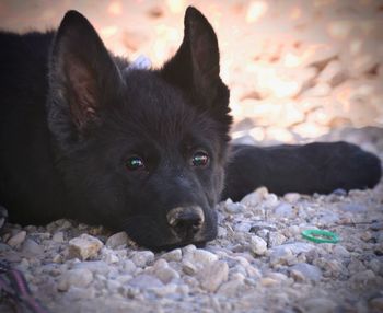 Portrait of black dog resting on field