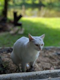 Portrait of cat standing against wall