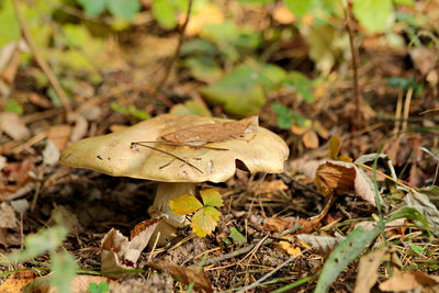 Close-up of mushroom growing on field