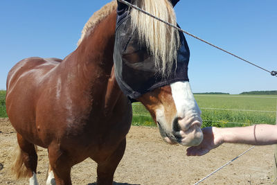 Horse animal nature close-up outdoors background fram