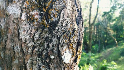 Close-up of lichen on tree trunk in forest