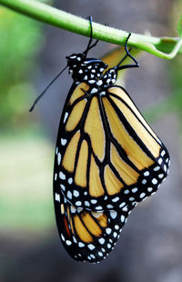 Close-up of butterfly on flower