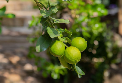 Close-up of fruits growing on tree