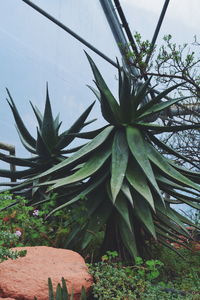 Plants growing on tree