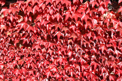 Full frame shot of pink for sale in market