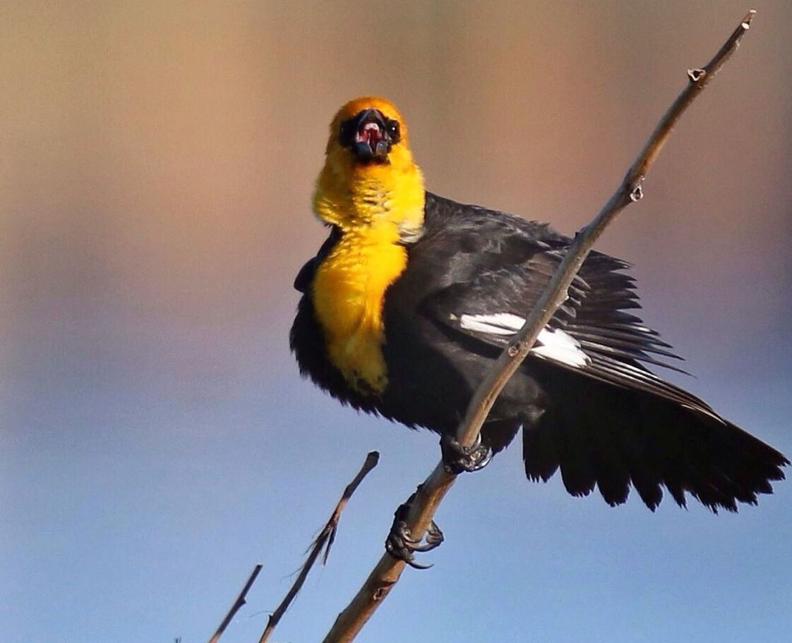 animal themes, bird, one animal, animals in the wild, wildlife, perching, low angle view, branch, nature, full length, focus on foreground, clear sky, outdoors, day, close-up, yellow, no people, twig, zoology, beak