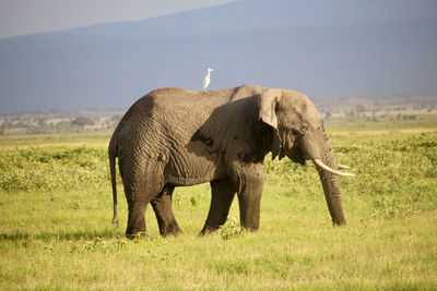 One elephant on the grass in amboseli park