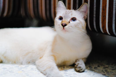 Cute white thai cat in living room