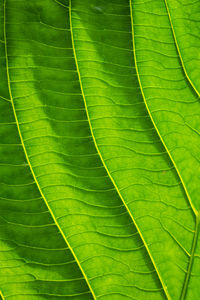 Green leaves with detailed lines and surface.