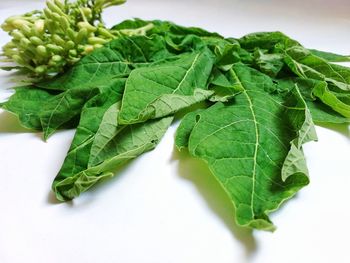 Close-up of green leaves on white background