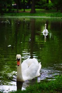 Swan on the lake