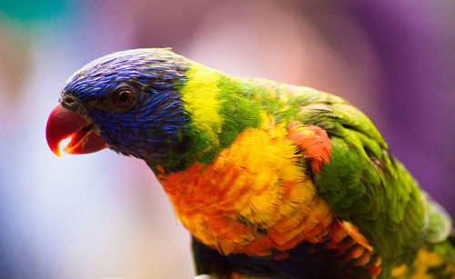 Close-up of parrot perching