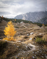 Scenic view of landscape against sky