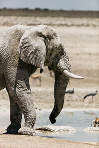 Close-up of elephant standing on land
