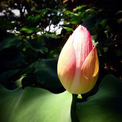 Close-up of flower blooming outdoors