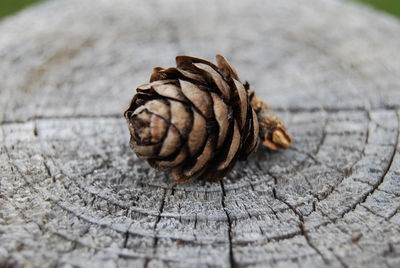 Close-up of pine cone on tree stump