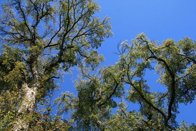 Low angle view of trees against blue sky