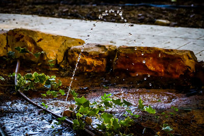 Close-up of wet leaves on rock by lake