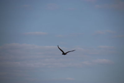 Low angle view of seagull flying in sky