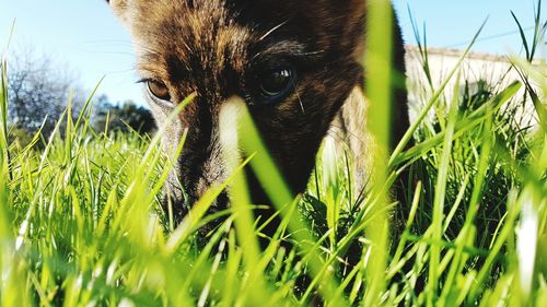 Close-up of dog  on grass field