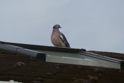 Low angle view of bird perching on roof