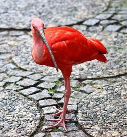 Colorful pink flamingo birds in a close up view on a sunny day