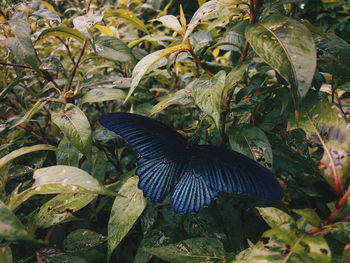 Close-up of butterfly perching on plant