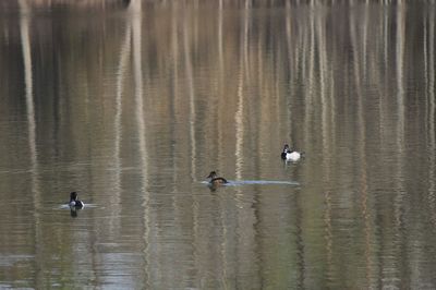 Ducks swimming in lake