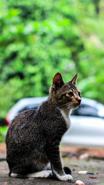Side view of a cat looking away