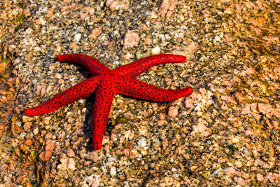Close-up of red starfish on rock at beach