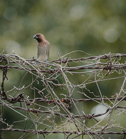 A beautiful scaly-breasted munia or spotted munia  background. in thailand