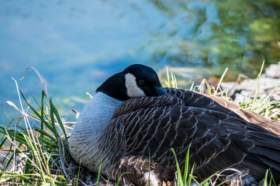 Close-up of canada goose preening on ground