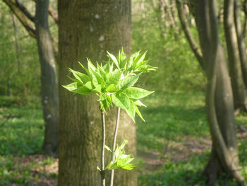 Close-up of leaves on tree trunk in forest