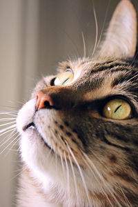 Close-up of a cat looking away