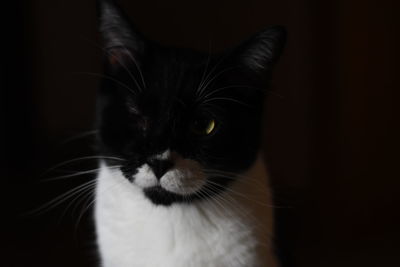 Close-up of cat against black background