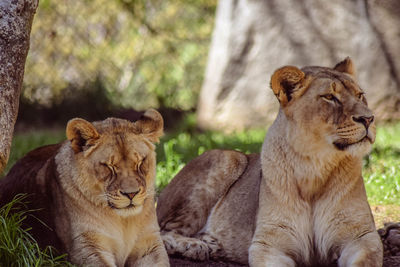 Lioness with cub lying on field