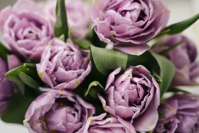 Close-up of pink roses