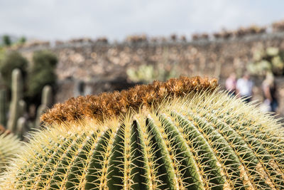 Close-up of cactus against sky