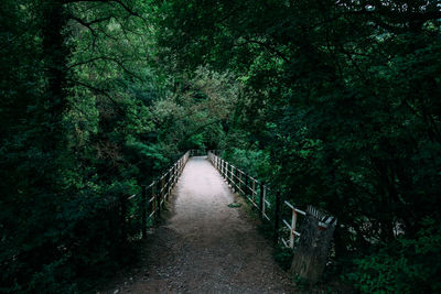 Footpath amidst trees in forest