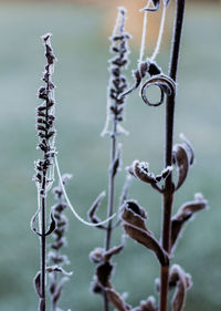 Close-up of dry plant during winter