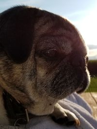 Close-up portrait of dog